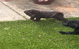 Cockapoo dogs for sale: F1 cockapoo puppies registered breeder - Image 11
