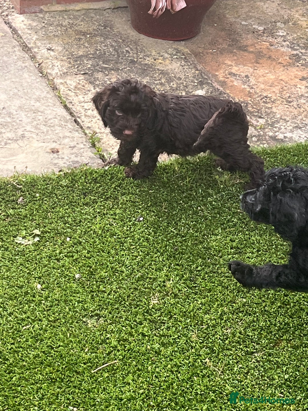 Cockapoo dogs for sale: F1 cockapoo puppies registered breeder - Image 11