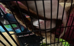 Rat rodents for sale: Free to good home - Advert 5