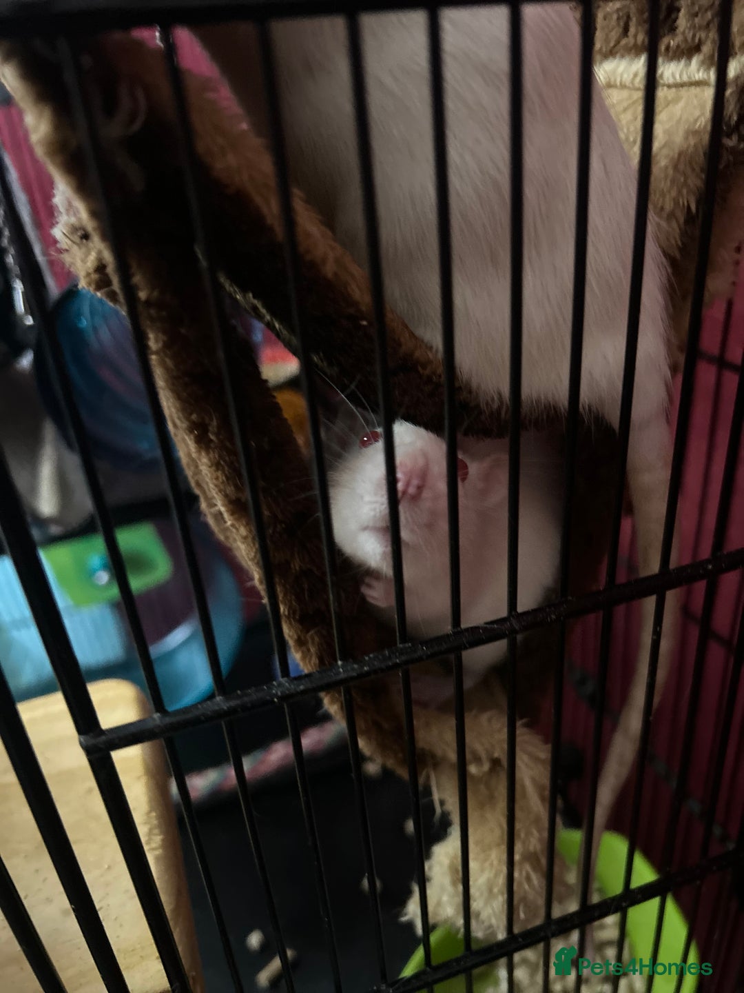 Rat rodents for sale: Free to good home - Advert 5