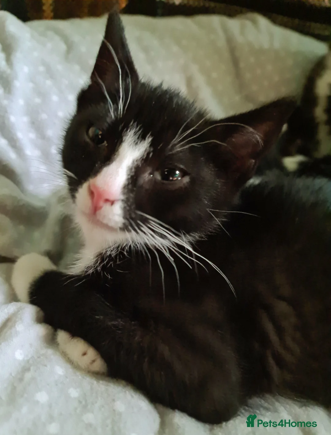 Mixed Breed cats for sale: Mixed bread - Advert 8