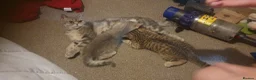 British Shorthair cats for sale: BRITISH SHORTHAIR BLACK GOLDEN SPOTTED TABBY - Advert 20