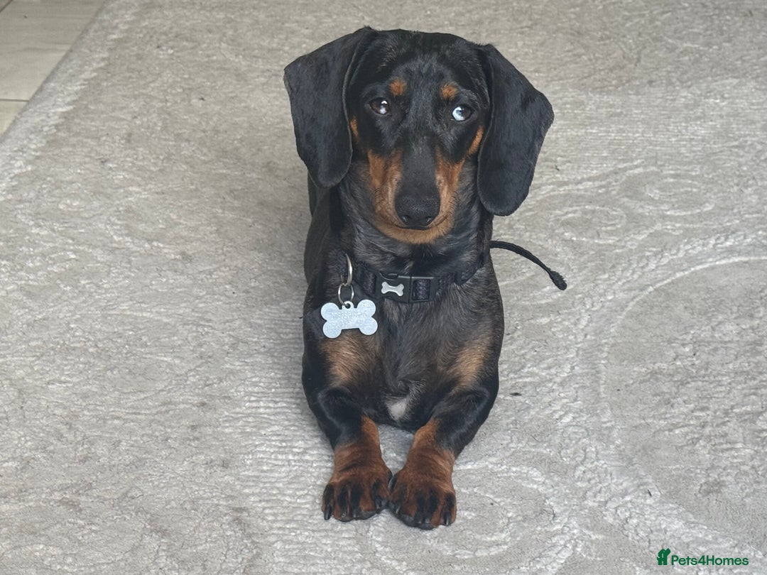 Dachshund dogs for sale: 2 dachshund sisters looking for new home - Image 4