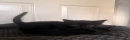Domestic Shorthair cats for sale: 4 beautiful baby’s ready for there home - Advert 18
