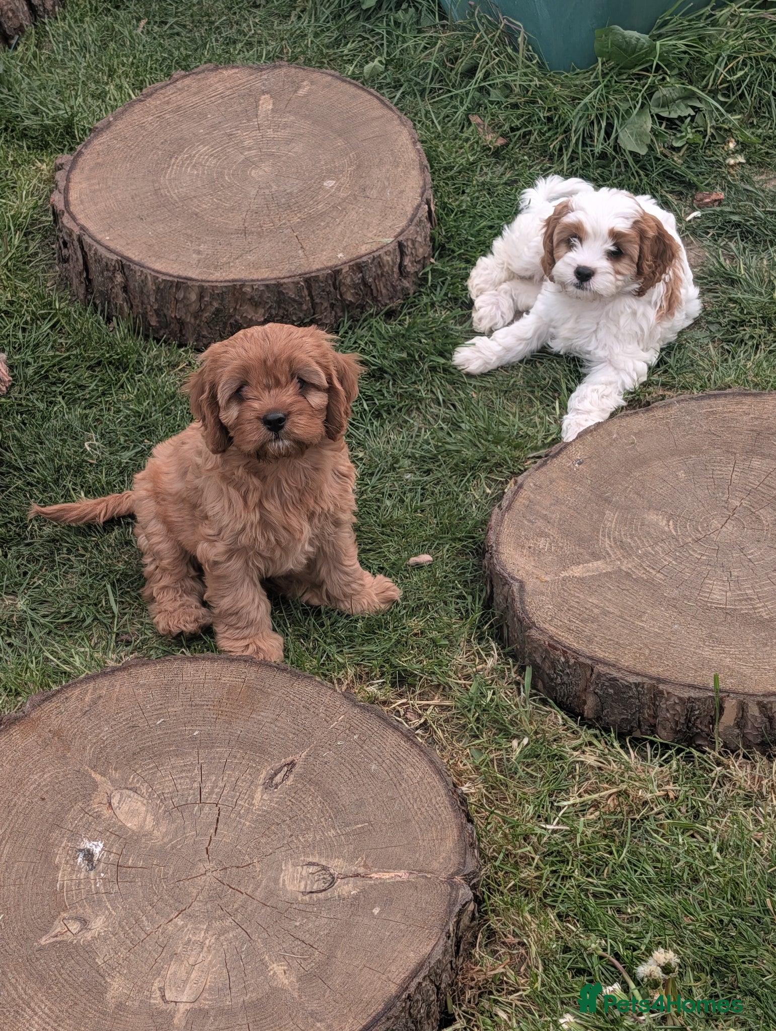 Cavapoo dogs F2 Cavapoo Puppies  - Advert 15