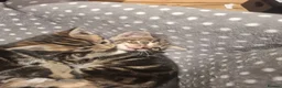 Mixed Breed cats for sale: 2 beautiful kittens left - Advert 29