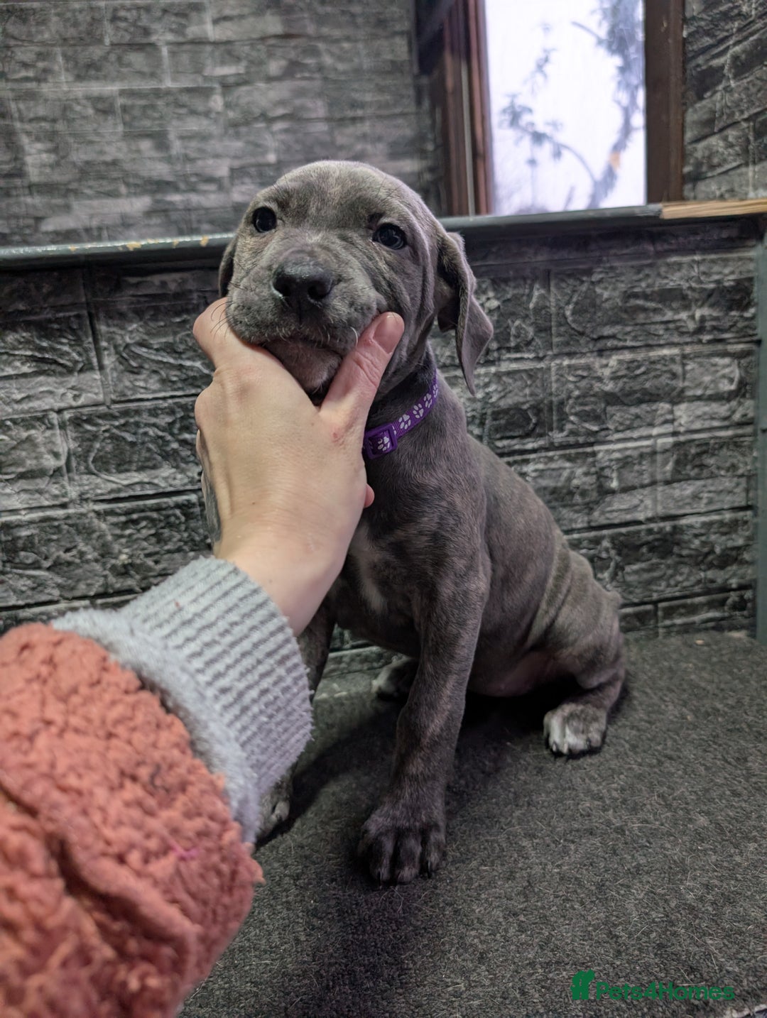 Cane Corso dogs for sale: Cane corso puppies  - Advert 8