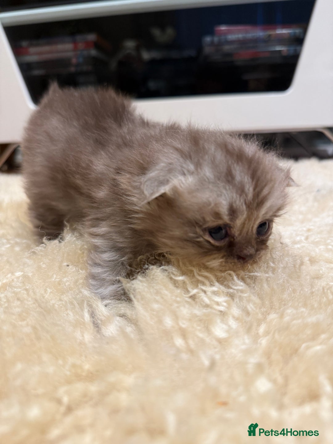 British Shorthair cats for sale: BSH x Fold stunning show kittens  - Advert 3