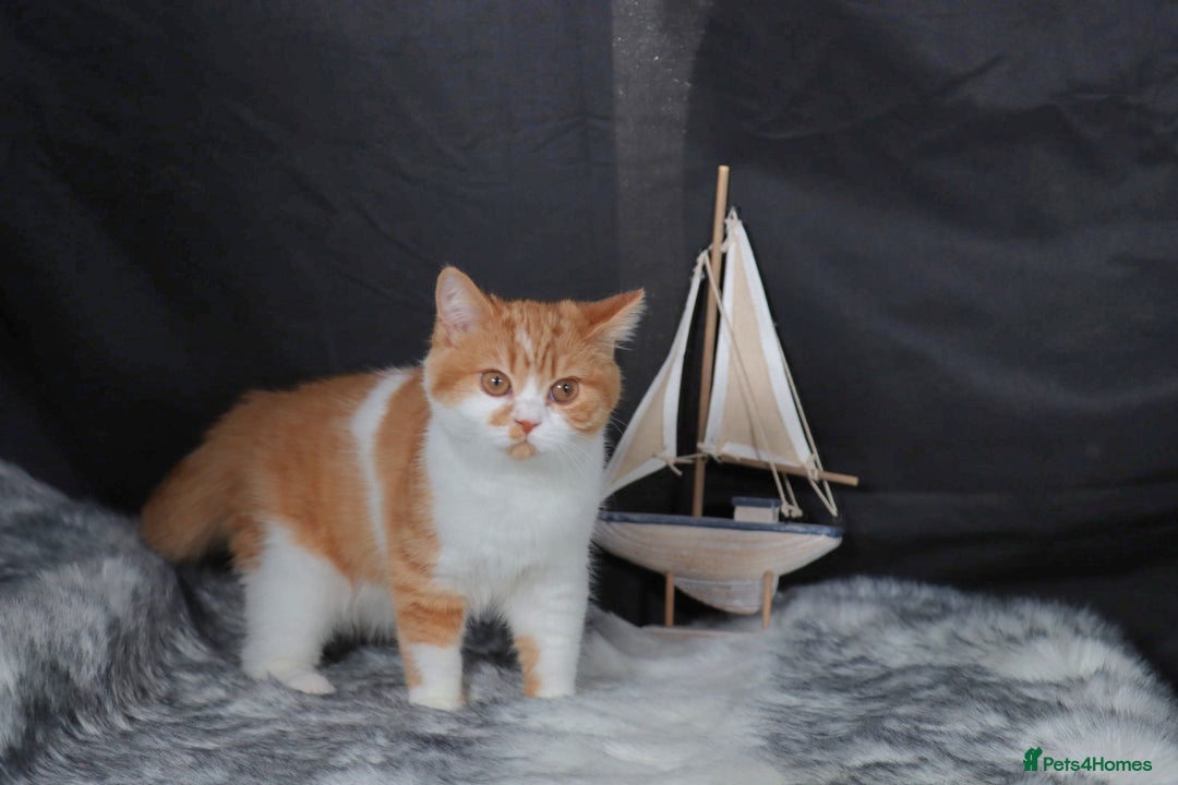 British Shorthair cats for sale: Last Red &White female British Shorthair kitten - Image 6