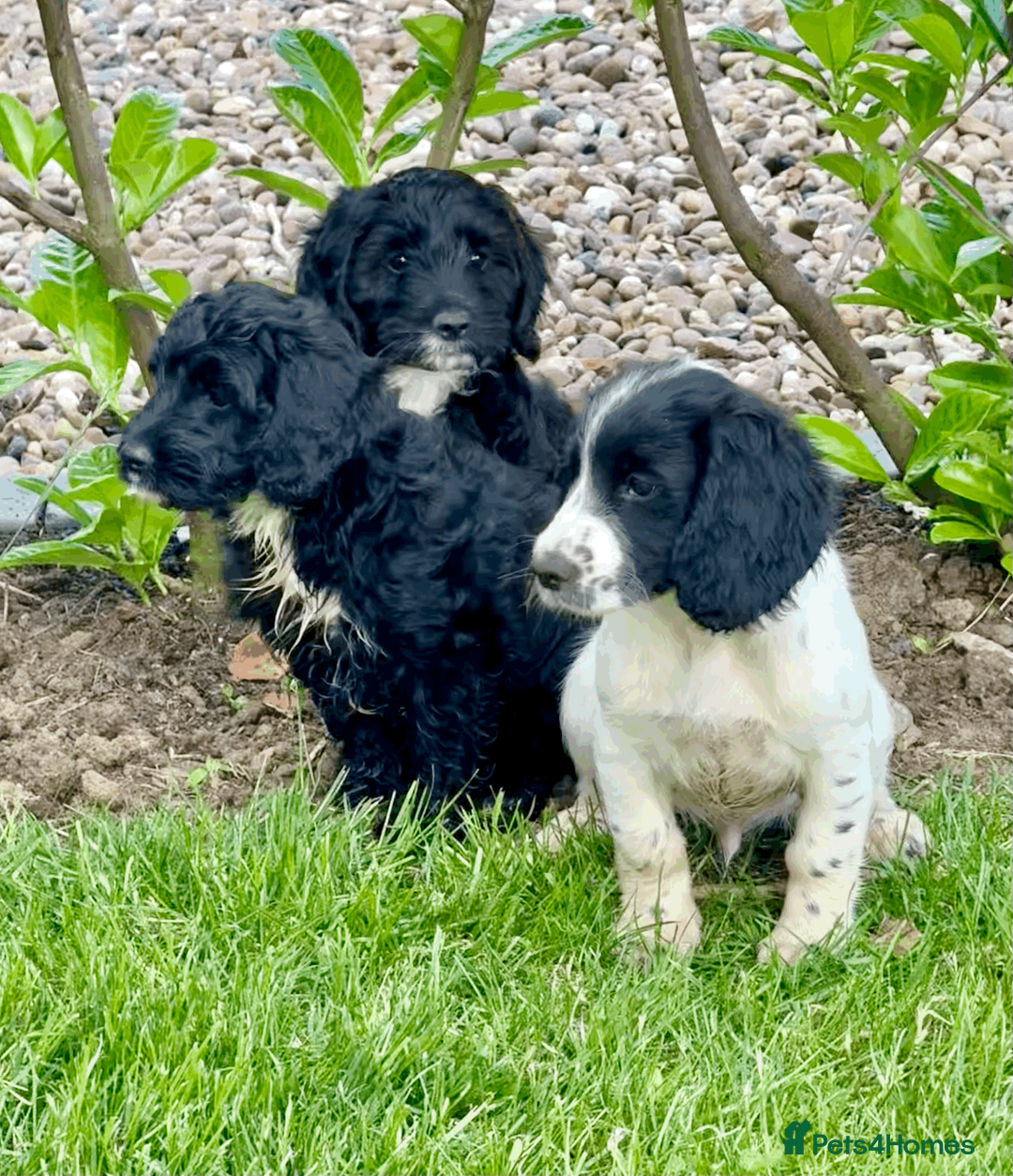 Cocker Spaniel dogs for sale: Working Cocker & Cocker Poo Puppies - Advert 1