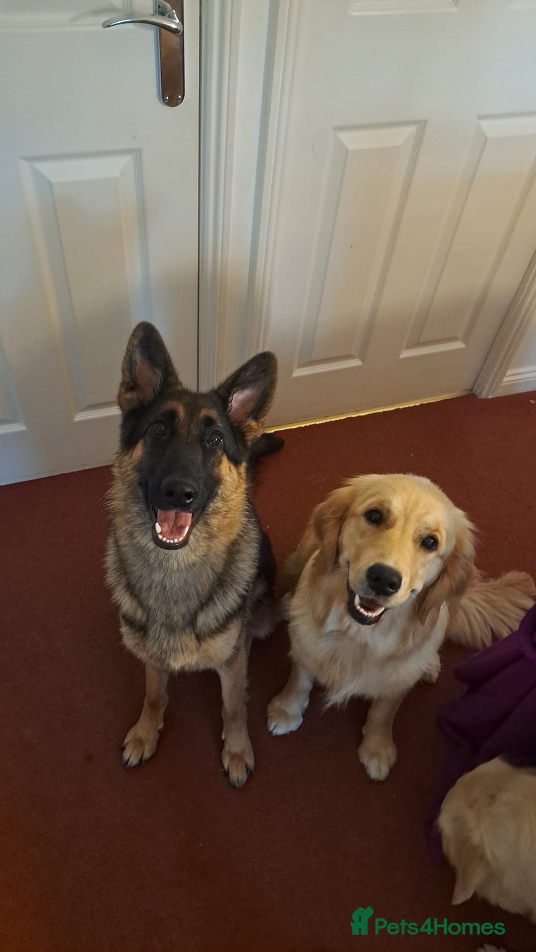 German Shepherd dogs for sale: Bella is looking for forever home - Image 5