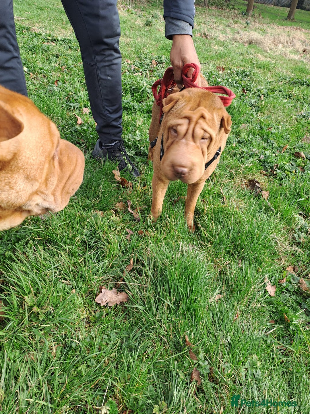 Shar Pei dogs for sale: Shar pei puppies 3 months old  - Advert 3