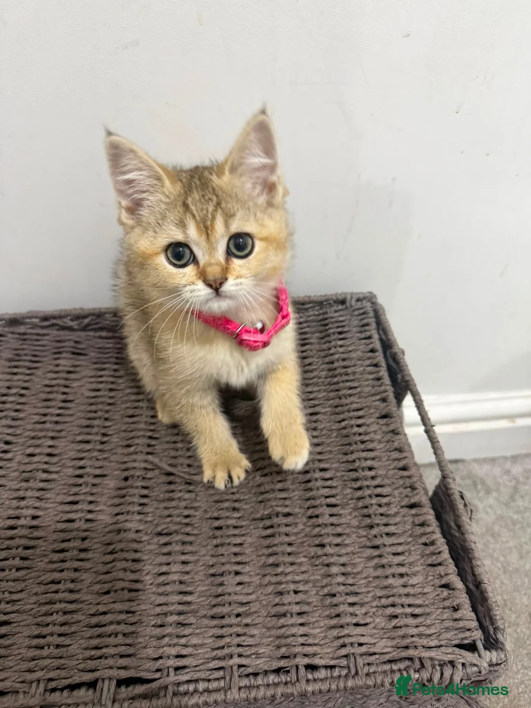 Scottish Fold cats for sale: Scottish straight kitten - Advert 2