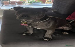 Staffordshire Bull Terrier dogs for sale: Purebred Blue staffy pups - Image 4