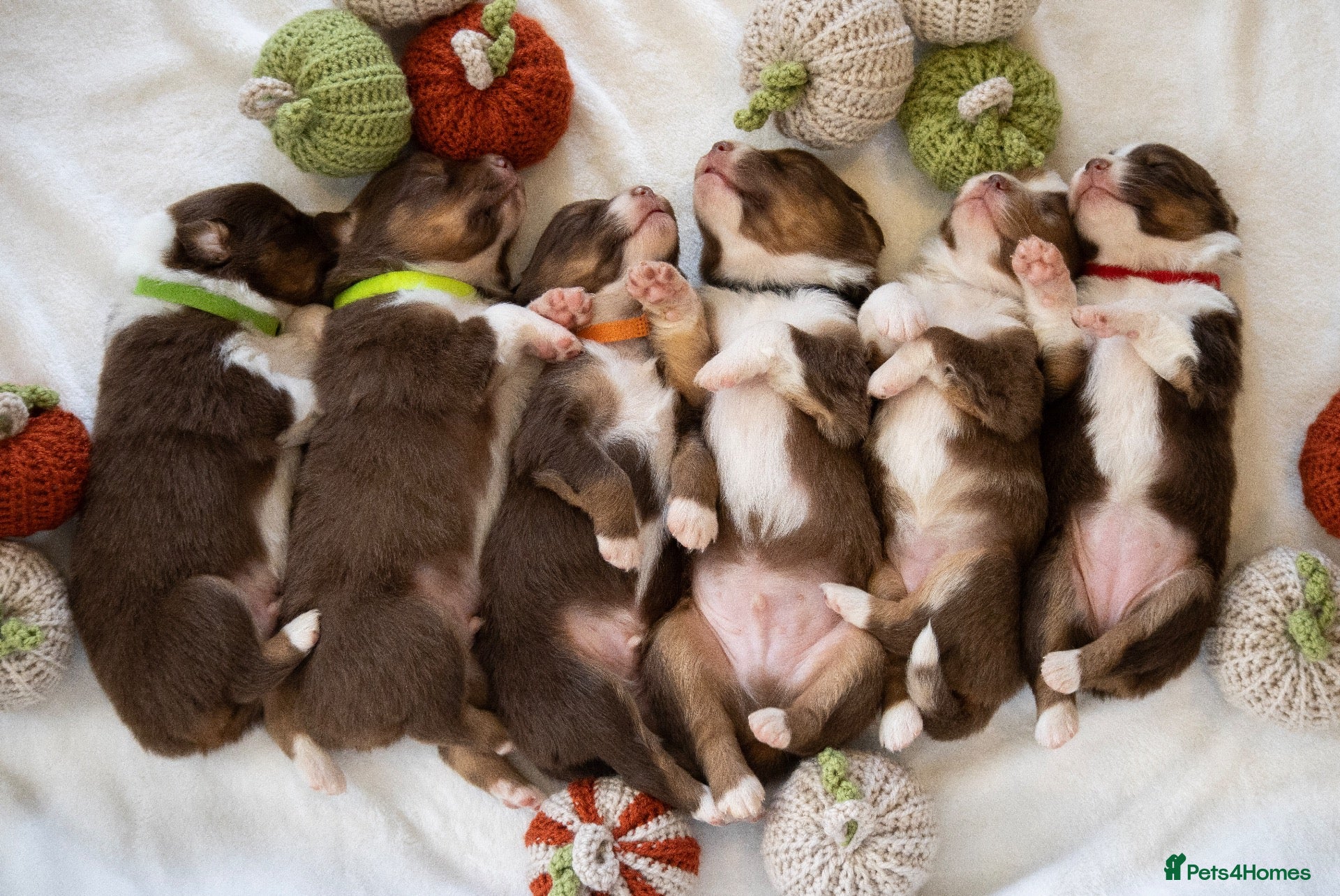 Australian Shepherd dogs for sale: KC registered Australian shepherd  - Advert 3