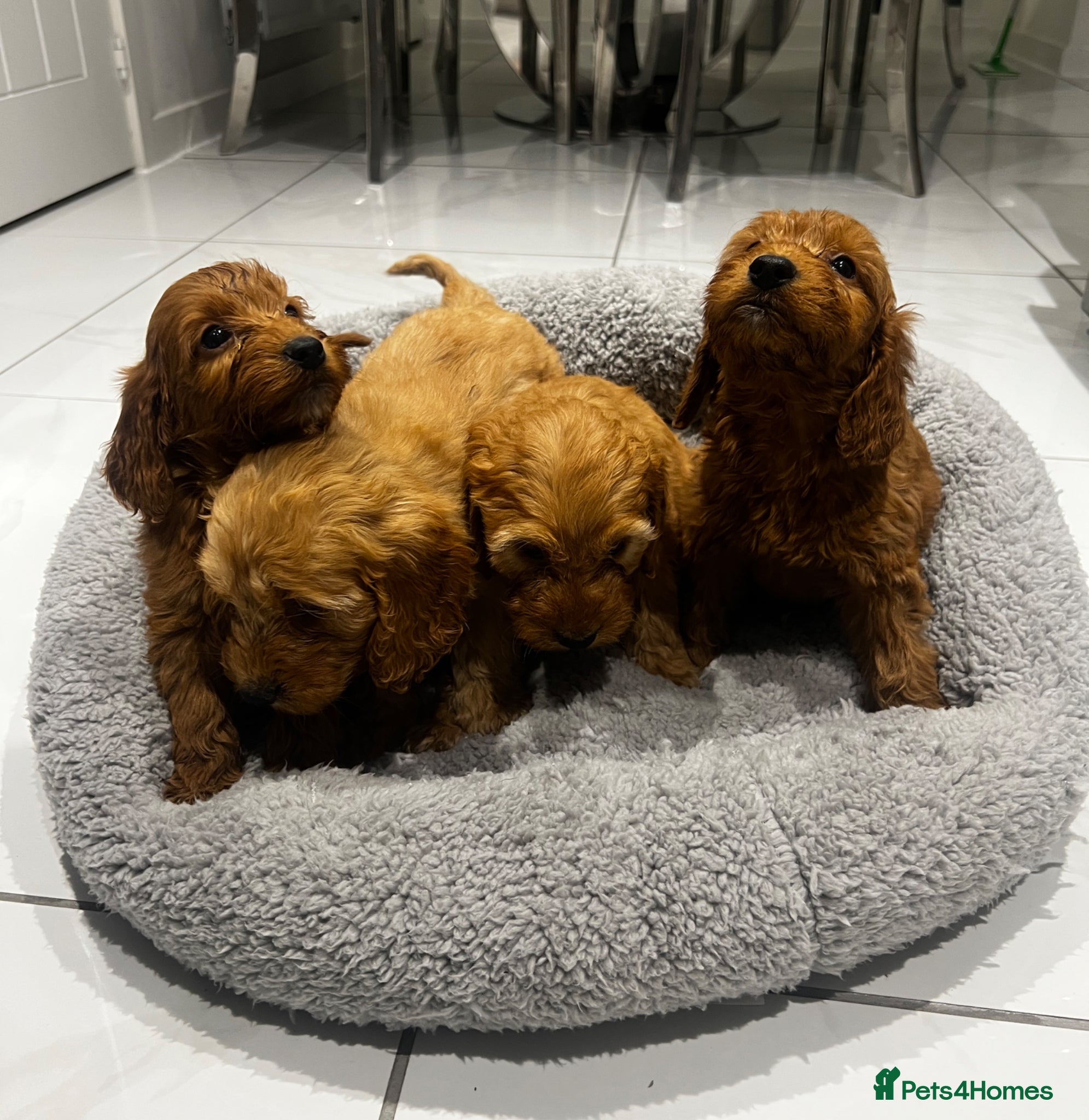Cockapoo dogs 4 F1b cockapoo puppies - Advert 1