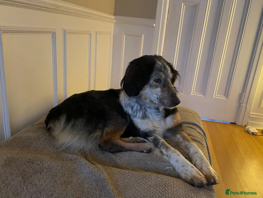 Mixed Breed dogs for adoption: IRIS, a gentle dog of quiet nature - Advert 8