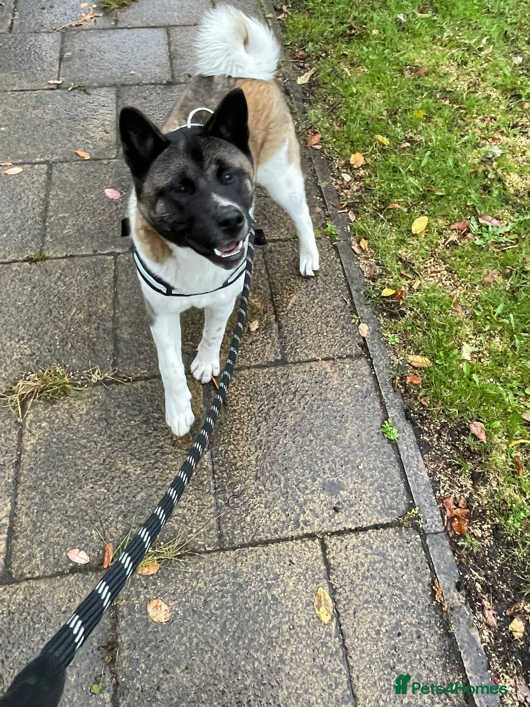 Akita dogs for sale: Athena - Advert 7