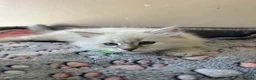 Siberian cats for sale: 💖 Home Raised Fluffy Siberian Kittens  - Advert 2