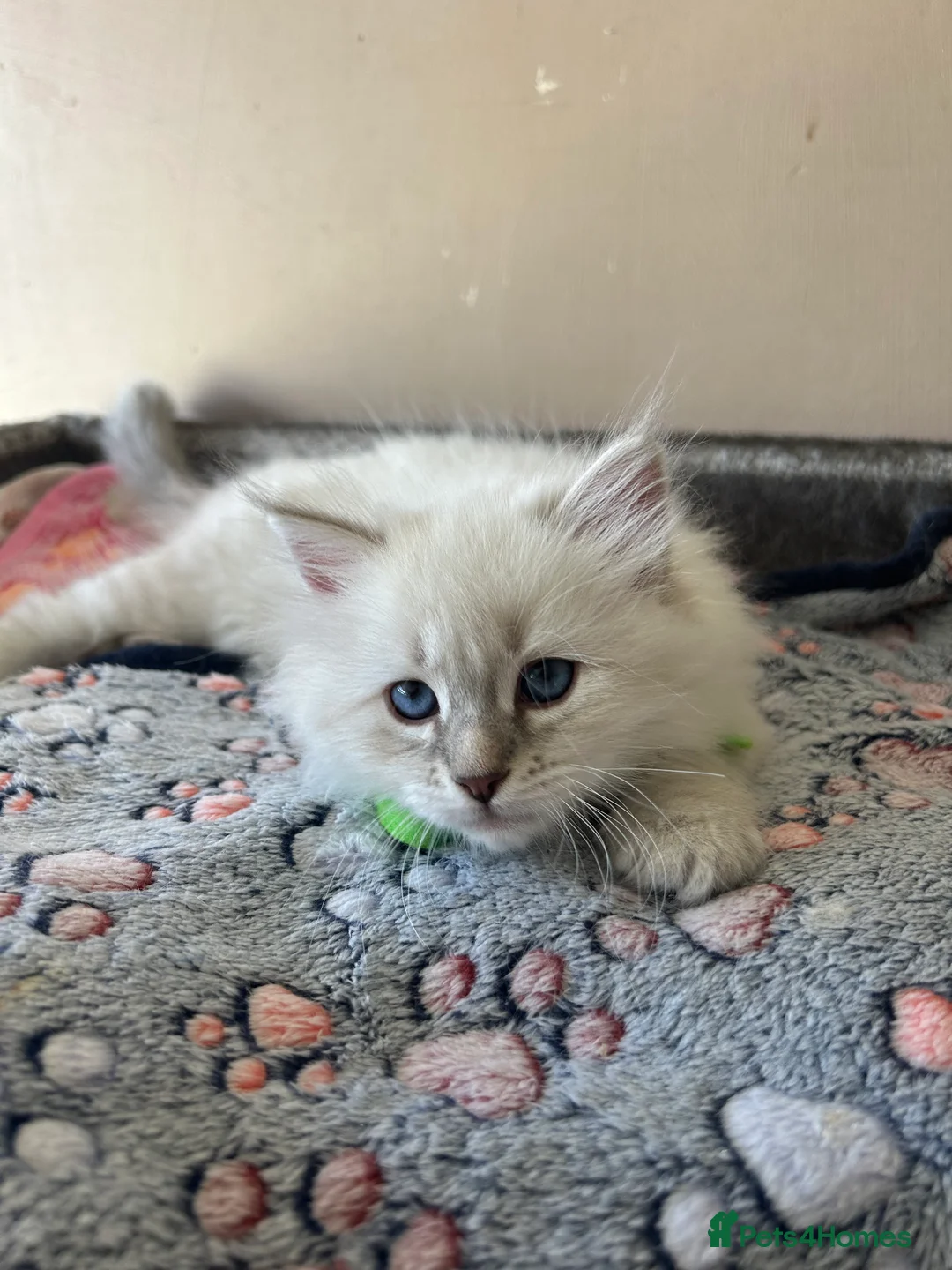 Siberian cats for sale: 💖 Home Raised Fluffy Siberian Kittens  - Advert 2