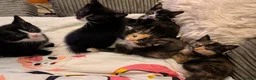 Mixed Breed cats for sale: Beautiful fluffy kittens for sale  - Advert 3
