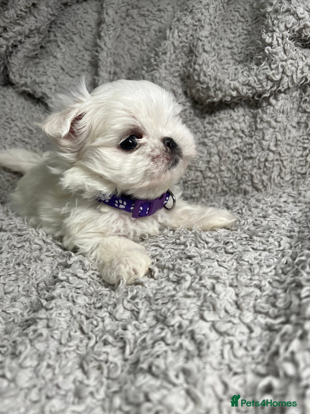 Maltese dogs for sale: Maltese puppies available  - Advert 14