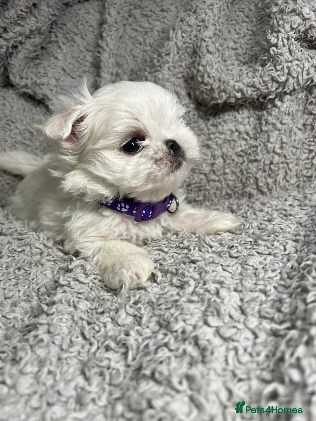 Maltese dogs for sale: One girl and boy available  - Advert 10