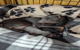 Russian Toy Terrier dogs for sale: Russian toy terrier cross Prague ratter - Image 14