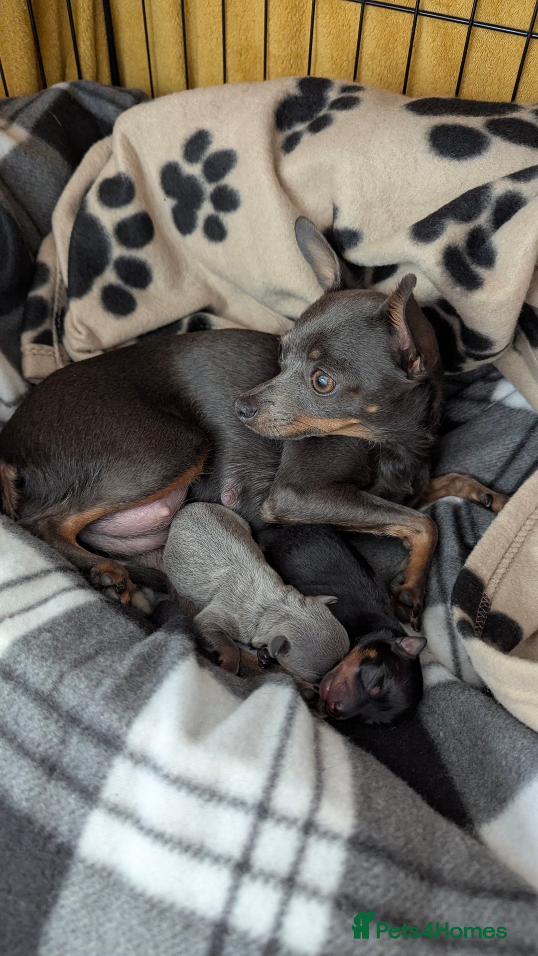 Russian Toy Terrier dogs for sale: Russian toy terrier cross Prague ratter - Image 14