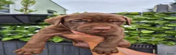 Mastiff dogs for sale: MASTIFF pups for sale in Whitstable - Advert 12