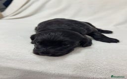 Cockapoo dogs for sale: Cockapoo puppies  - Image 19