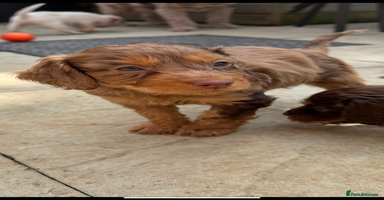 Cockapoo dogs - Advert 13