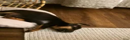 Mixed Breed dogs for sale: Jack Russell cross Yorkie  - Advert 3