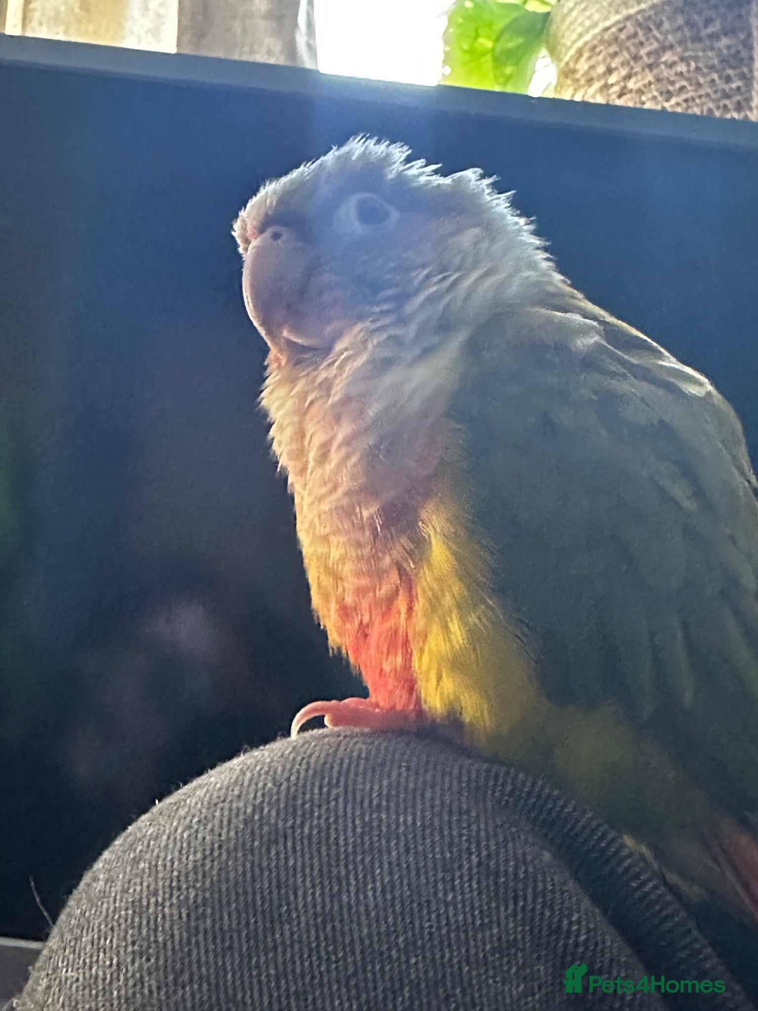 Conures birds Pineapple Belly Green cheeked conure (Lola) - Advert 2
