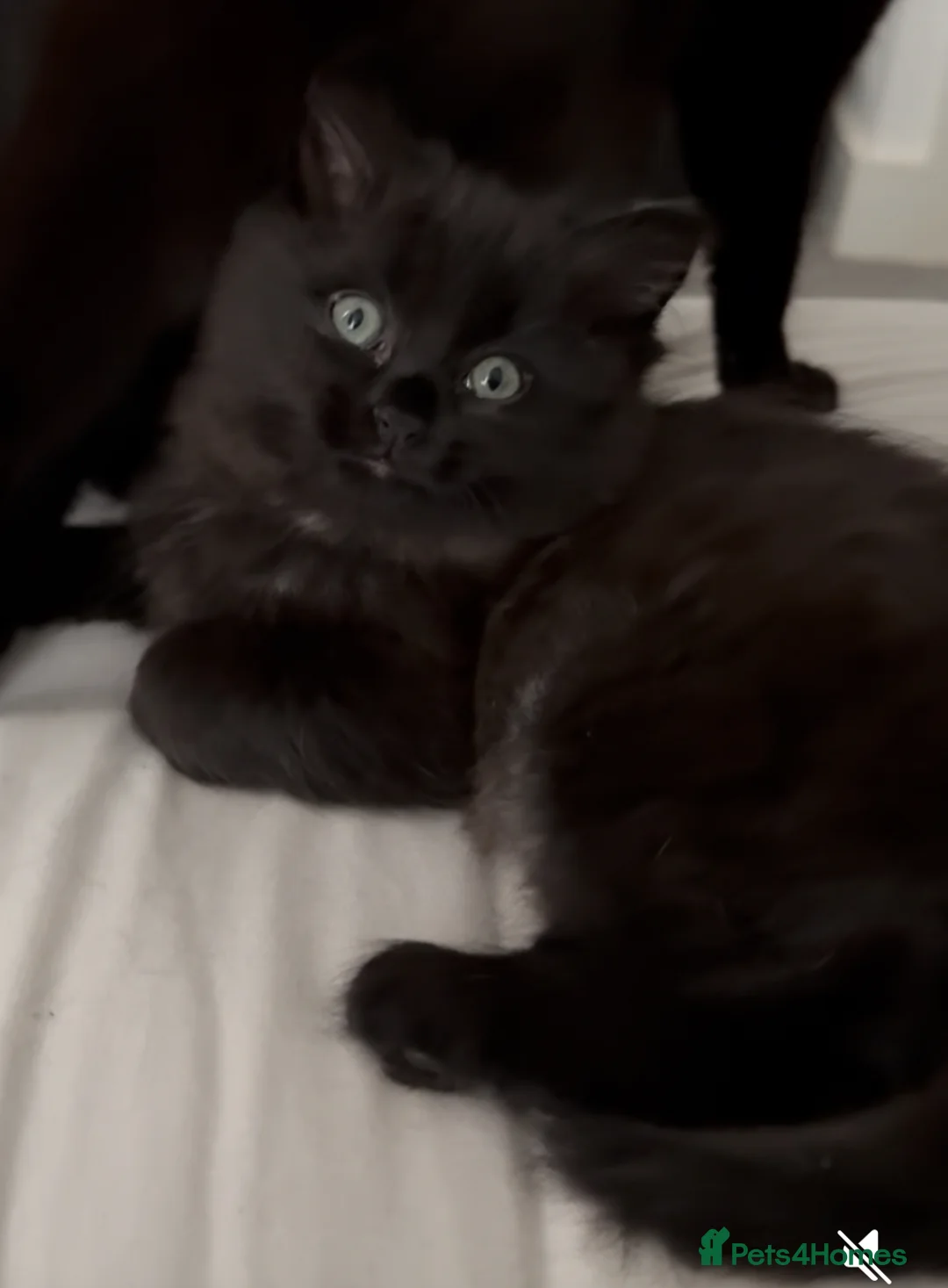 Ragdoll cats for sale: Beautiful RAGDOLL X KITTENS  - Advert 2