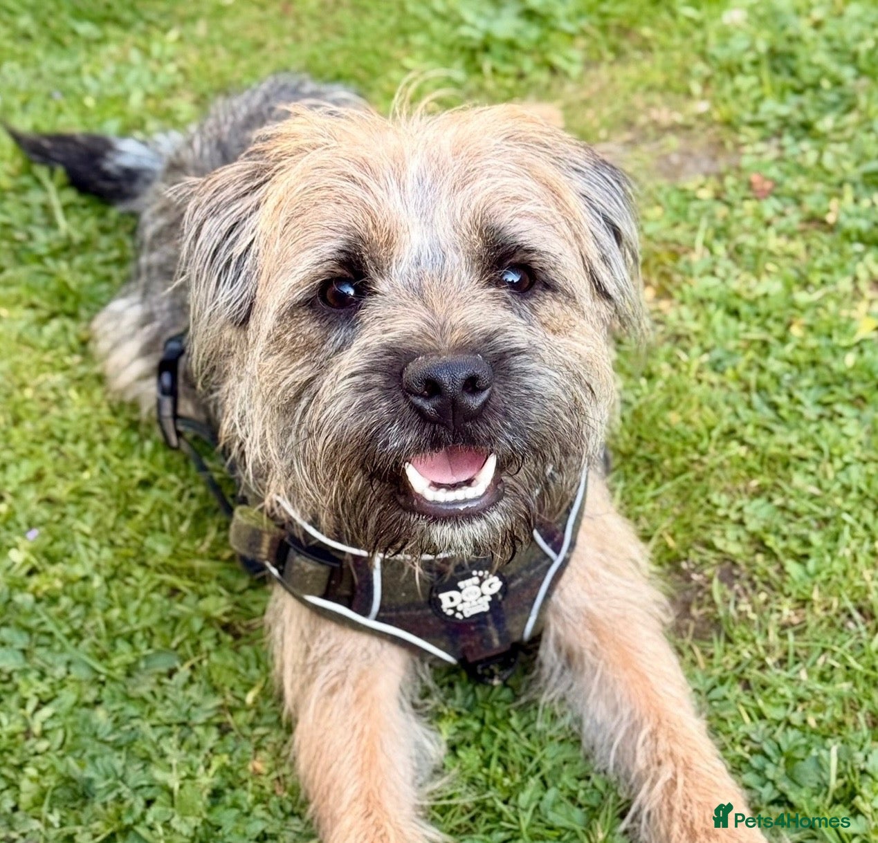 Border Terrier dogs Rusty – Proven, SLEM Clear Border Terrier Stud  - Advert 4