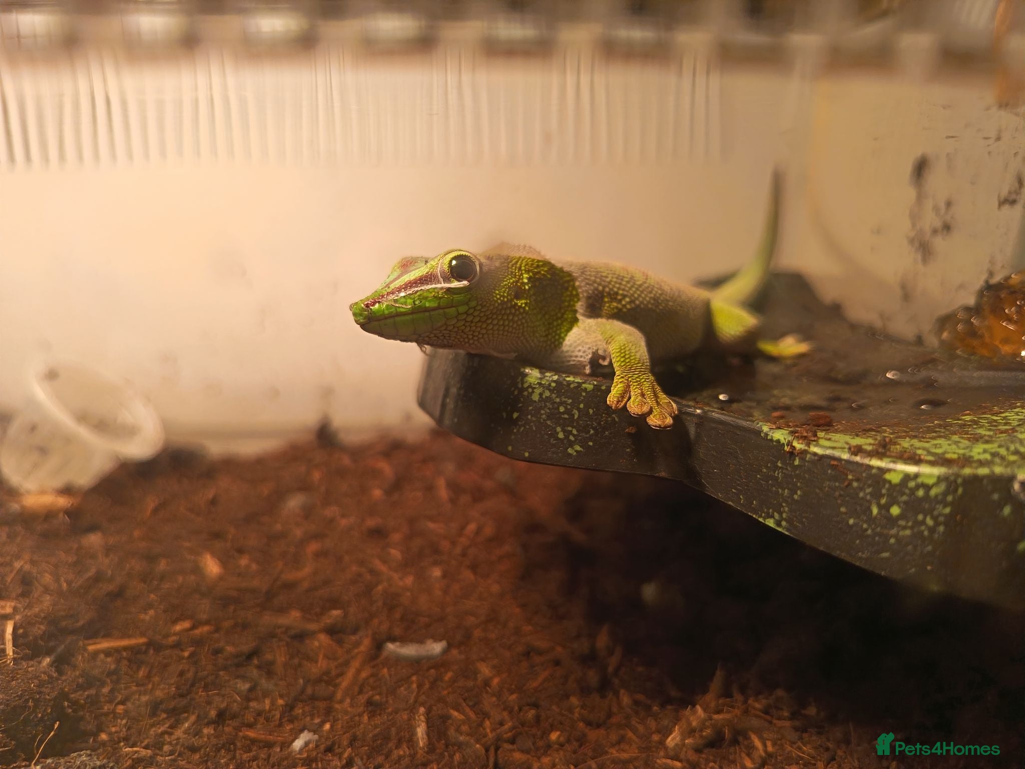Gecko reptiles Giant day Gecko needs new home ASAP - Advert 6