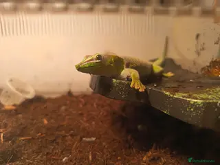 Gecko reptiles Giant day Gecko needs new home ASAP - Advert 6