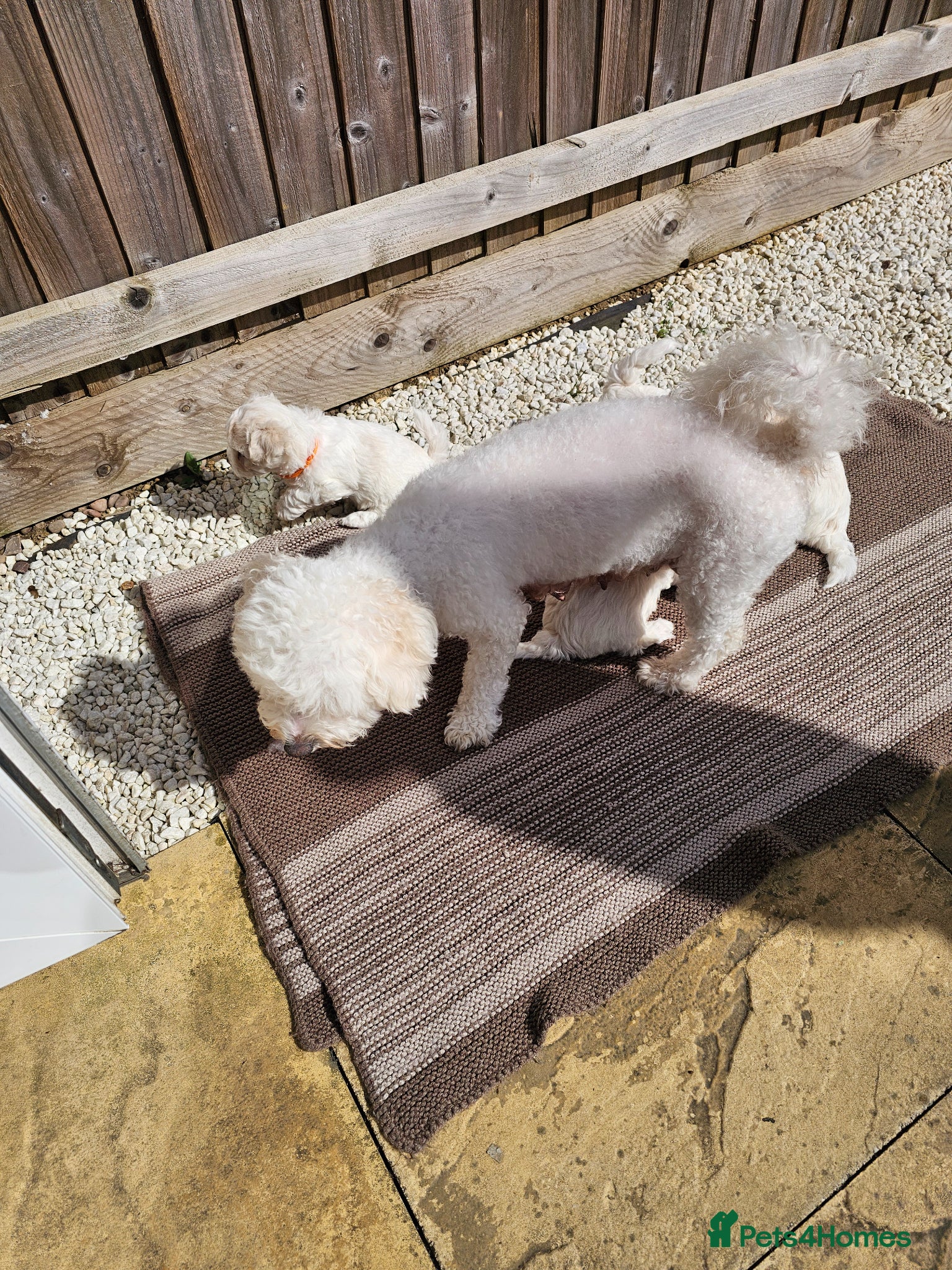 Bichon Frise dogs Bichon frise puppies - Advert 1