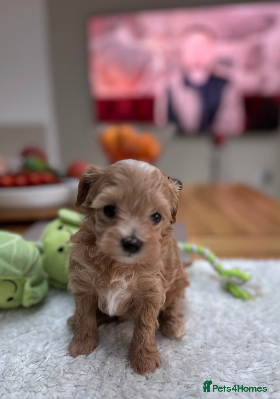 Maltipoo dogs for sale: F1 Mini Maltipoo - Advert 7