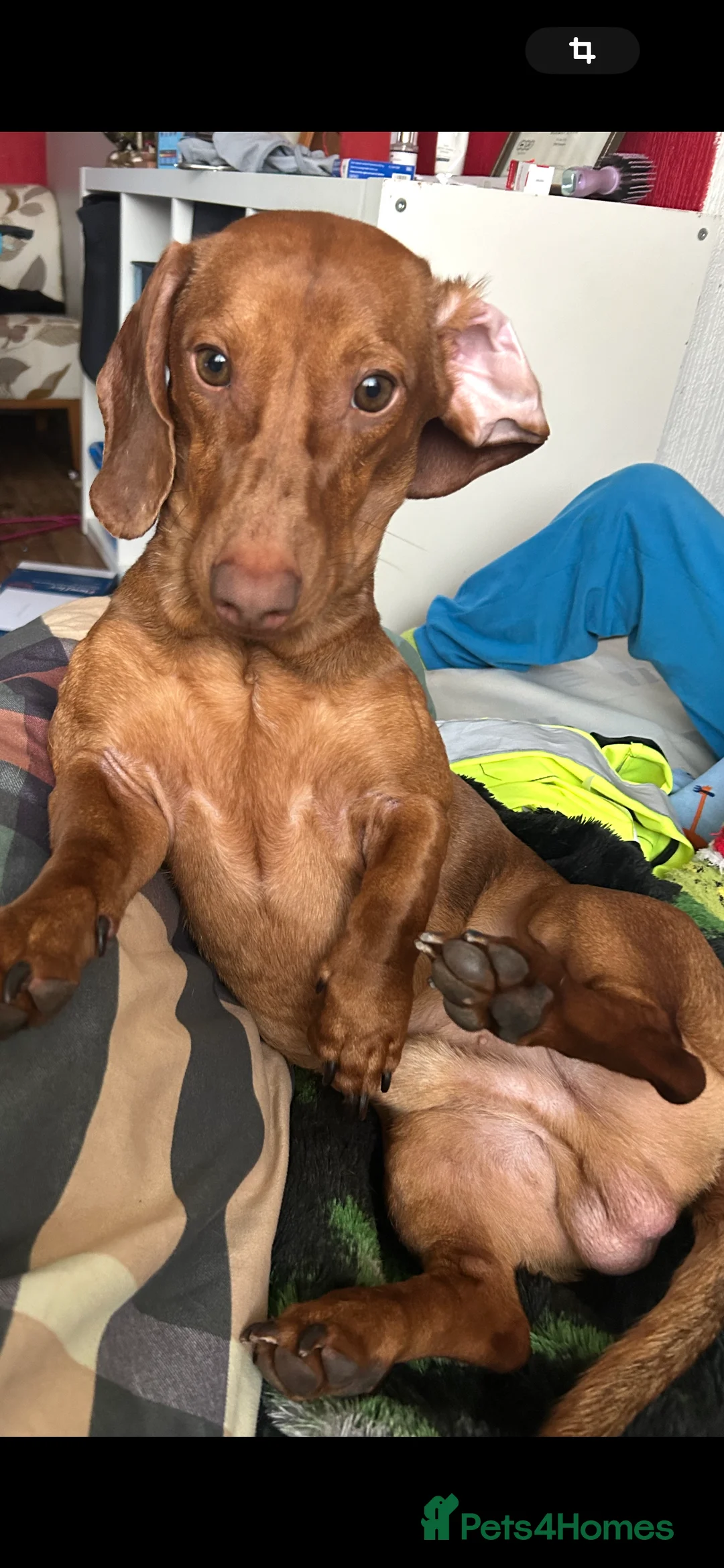 Dachshund dogs for stud: For stud - Advert 2