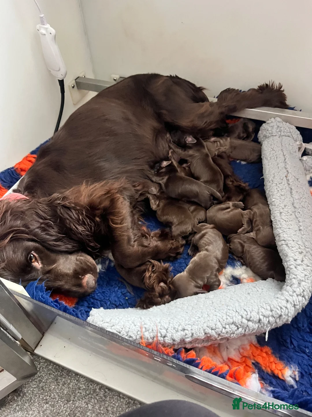 Cocker Spaniel dogs for sale: Extensively health tested working cocker spaniels  - Advert 7