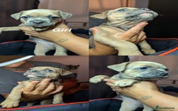 Mixed Breed dogs for sale: Frenchie x pups  - Image 1