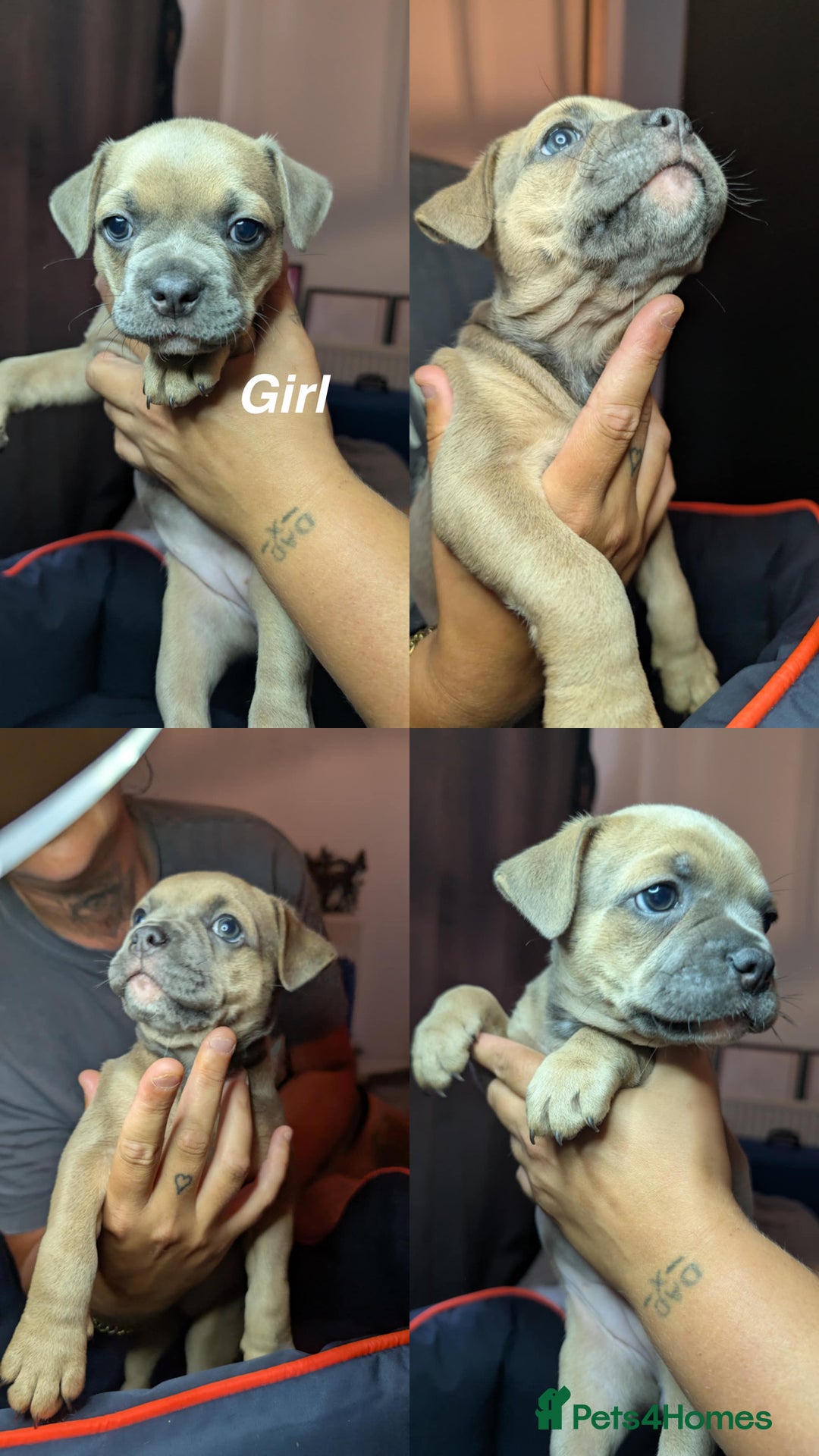 Mixed Breed dogs for sale: Frenchie x pups  - Image 1