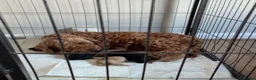 Cockapoo dogs for sale: Gorgeous mini f1b cockapoo boys  - Advert 2