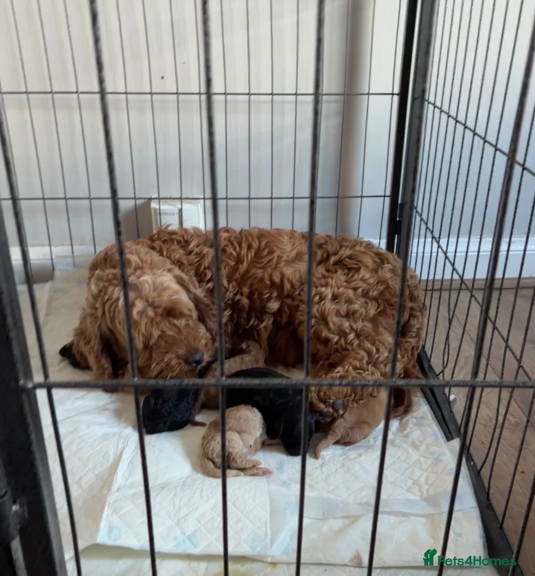 Cockapoo dogs for sale: Gorgeous mini f1b cockapoo boys  - Advert 2