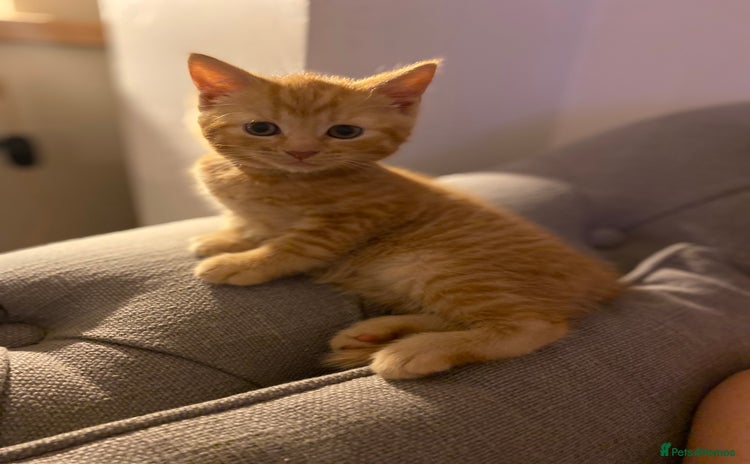 Domestic Shorthair cats - Advert 4