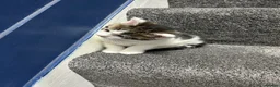 Mixed Breed cats for sale: 2 beautiful kittens. - Advert 6