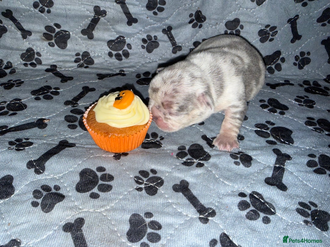French Bulldog dogs for sale: Merle/Lilac/Isabella Fawn Frenchies - Image 3