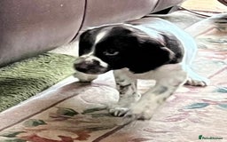 English Springer Spaniel dogs for sale: English Springer Spaniels available 3 x girls in Hereford - Image 22